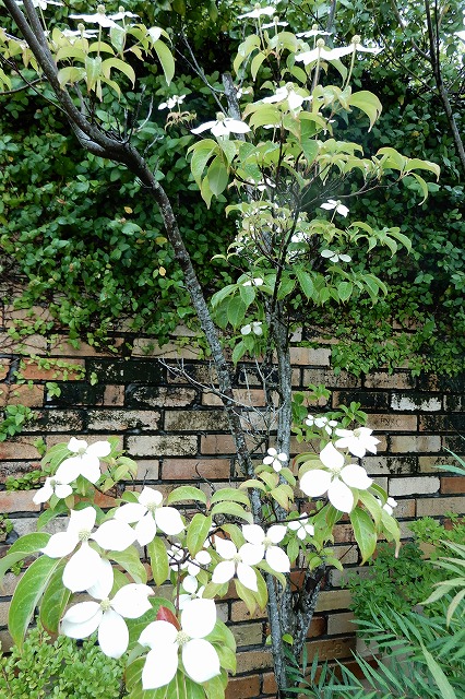 純白の花｜浜松市の外構・エクステリア専門店 まろうど