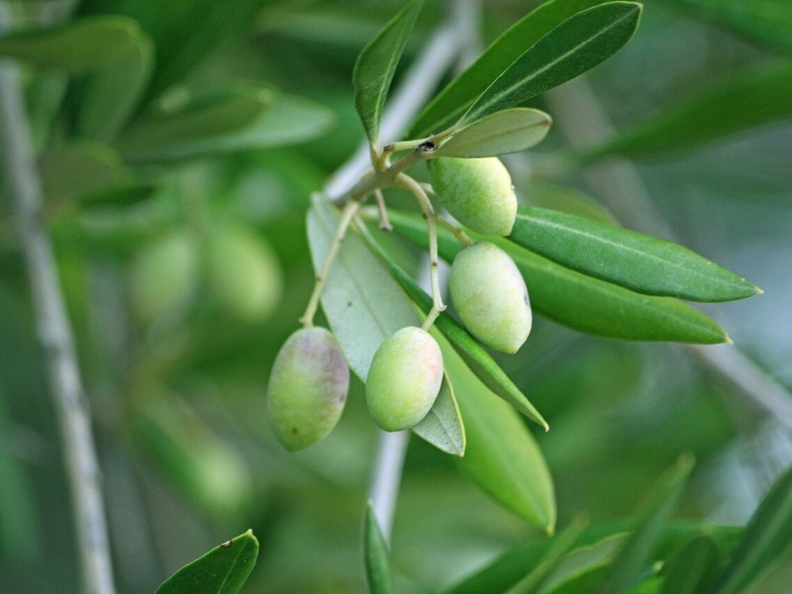 塩害に強い樹木｜浜松市の外構・エクステリア専門店 まろうど